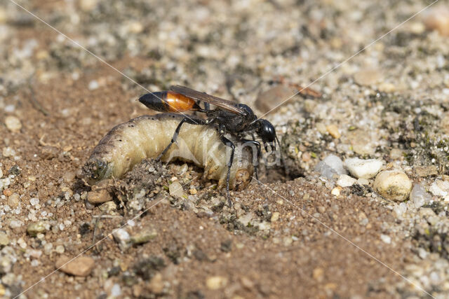 big caterpillar (ammophila sabulosa)