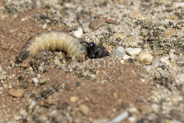 big caterpillar (ammophila sabulosa)