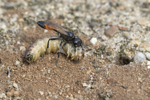 big caterpillar (ammophila sabulosa)