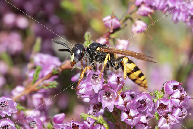 Beewolf (Philanthus triangulum)