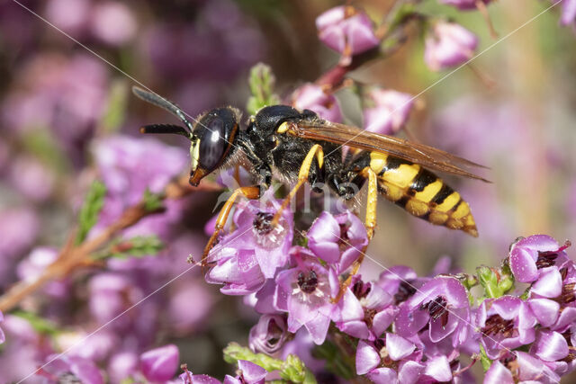 Bijenwolf (Philanthus triangulum)