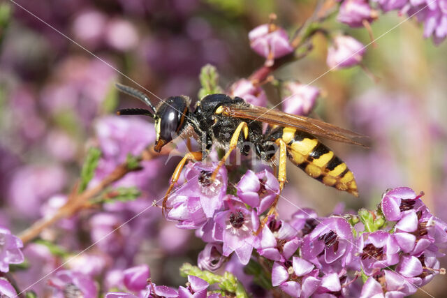 Bijenwolf (Philanthus triangulum)