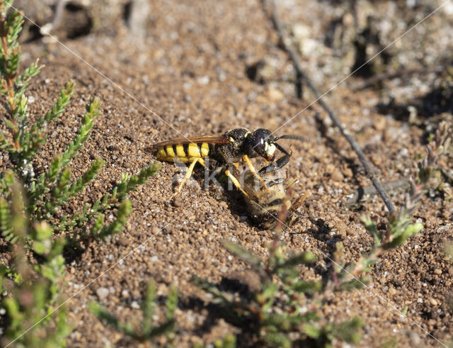 Bijenwolf (Philanthus triangulum)