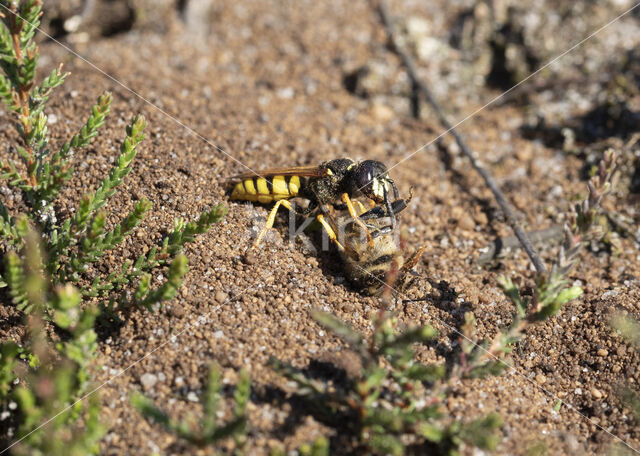 Bijenwolf (Philanthus triangulum)