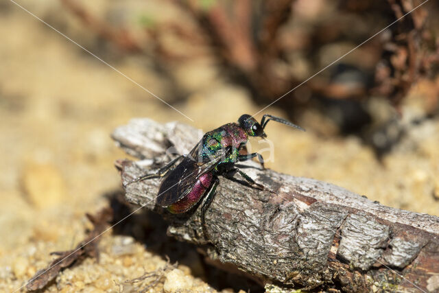 gold wasp