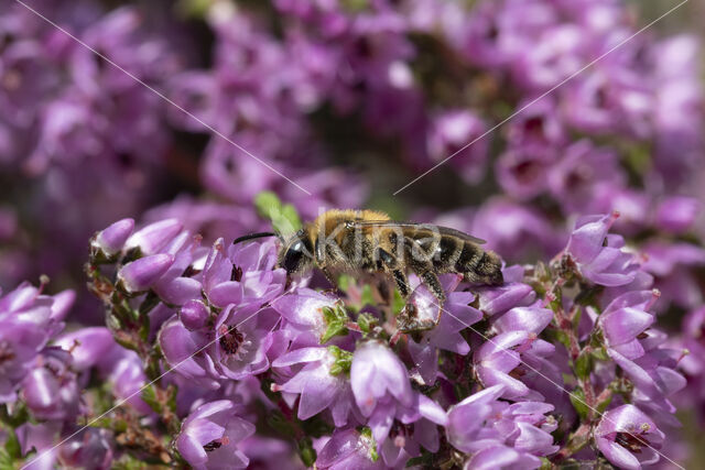 Yellow-legged mining bee (Andrena fuscipes)