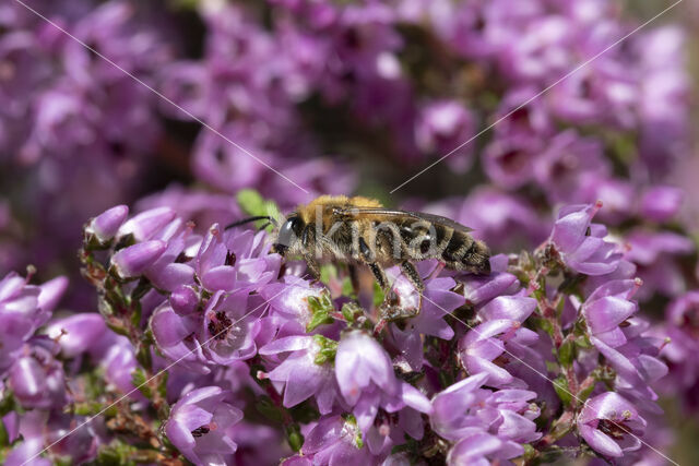 Yellow-legged mining bee (Andrena fuscipes)