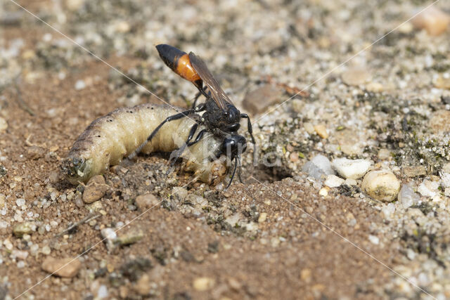 grote rupsendoder (ammophila sabulosa)