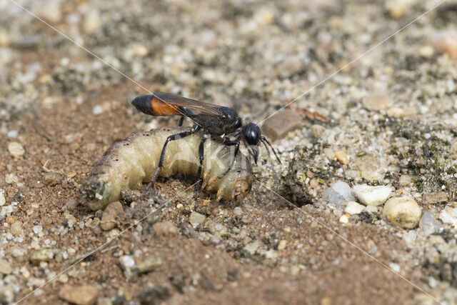 grote rupsendoder (ammophila sabulosa)