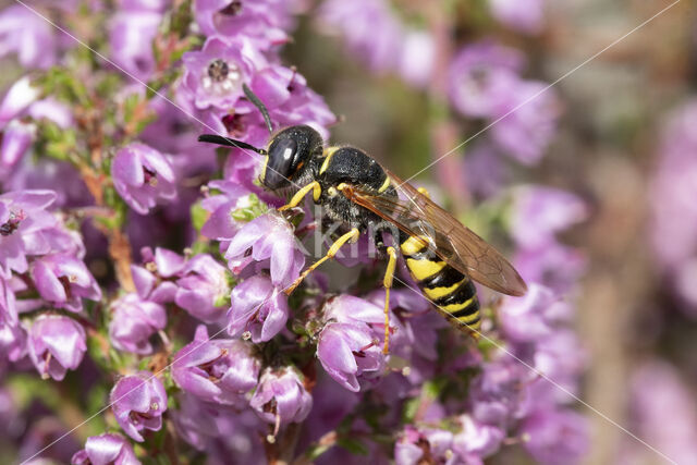 Bijenwolf (Philanthus triangulum)