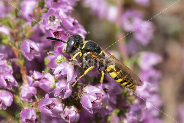 Bijenwolf (Philanthus triangulum)