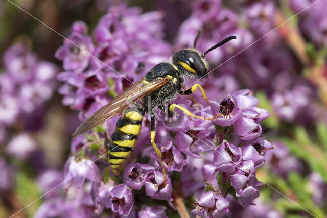 Beewolf (Philanthus triangulum)