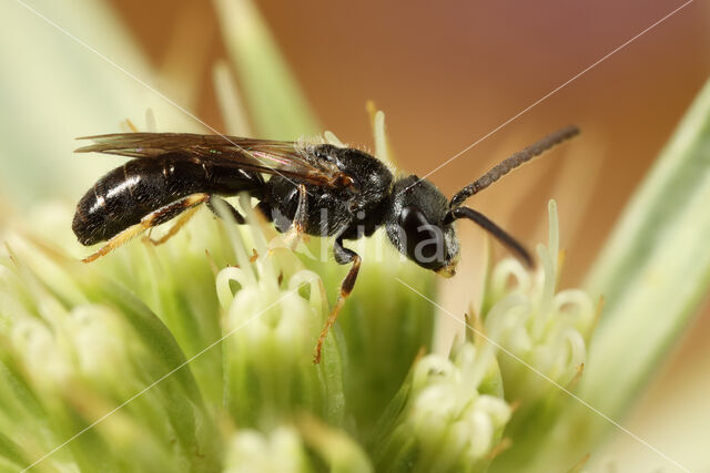 Lasioglossum politum