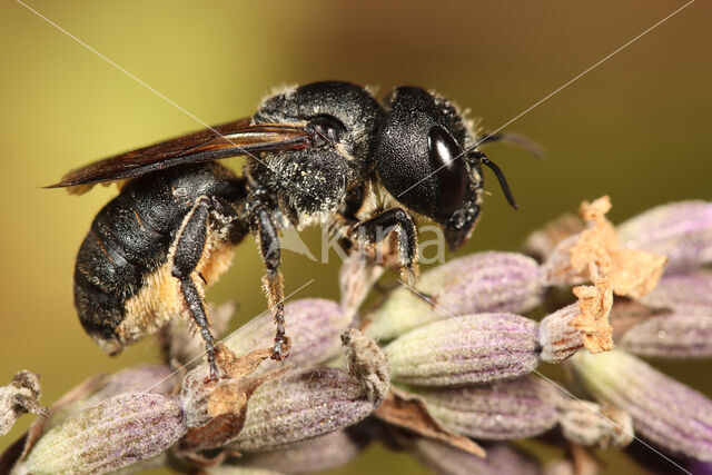 Osmia dimidiata