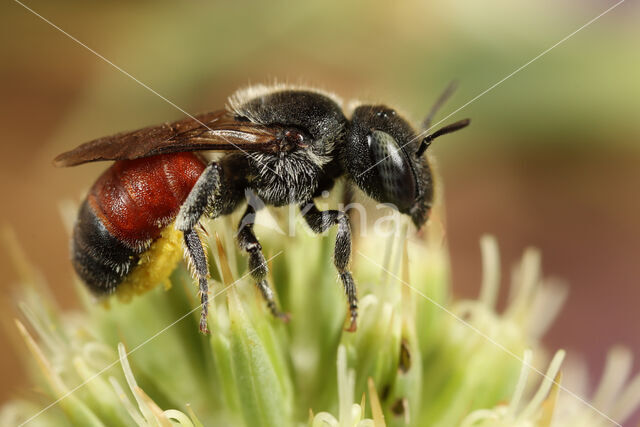 Osmia andrenoides