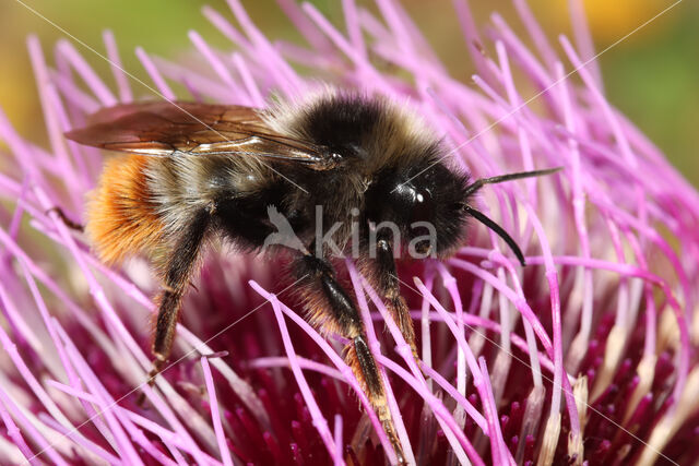 Rode koekoekshommel (Bombus rupestris)