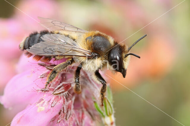 Ericabij (Megachile analis)