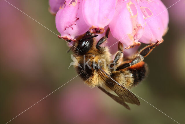 Ericabij (Megachile analis)