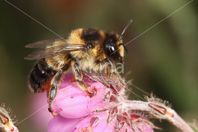 Ericabij (Megachile analis)