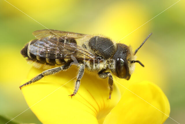 alfalfa leafcutting bee (Megachile rotundata)