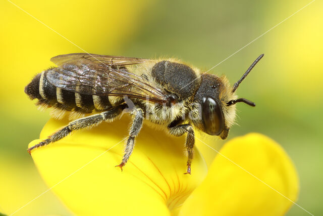 alfalfa leafcutting bee (Megachile rotundata)