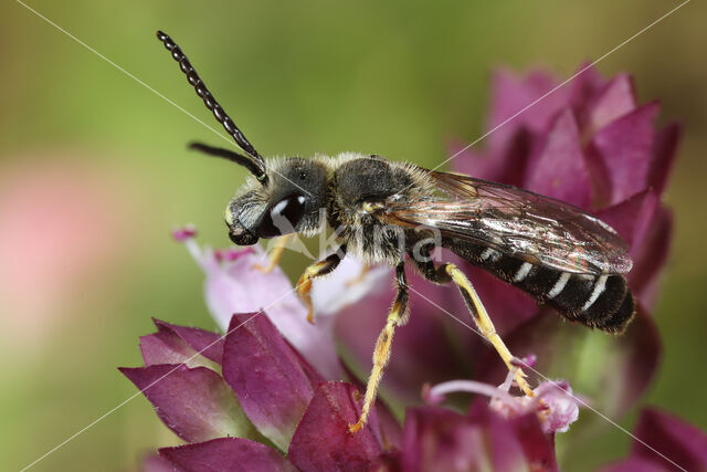 Halictus langobardicus