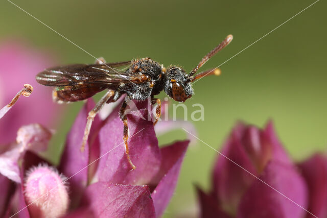 Wasp-bee (Nomada distinguenda)