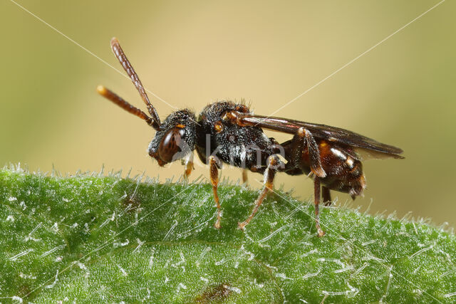 Wasp-bee (Nomada distinguenda)
