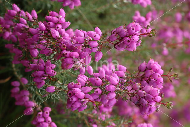 Bell Heather (Erica cinerea)