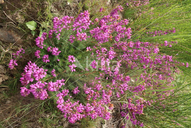 Bell Heather (Erica cinerea)