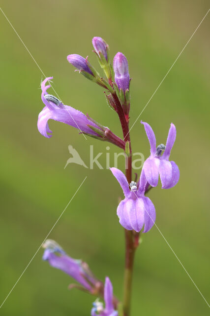 Heath Lobelia (Lobelia urens)