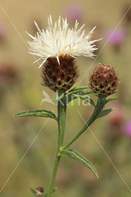 Centaurea decipiens