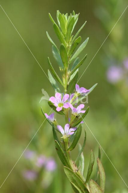 Grass Poly (Lythrum hyssopifolia)