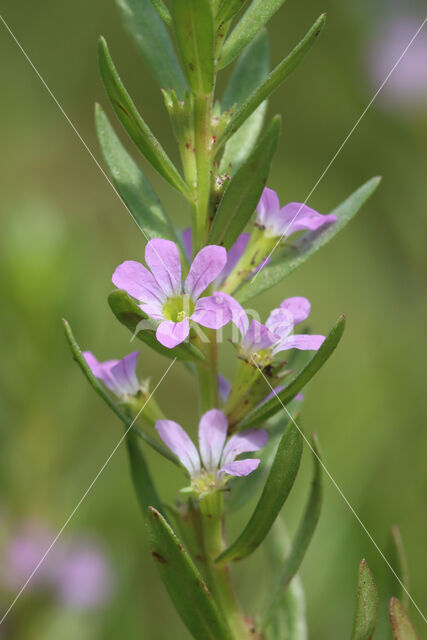 Grass Poly (Lythrum hyssopifolia)