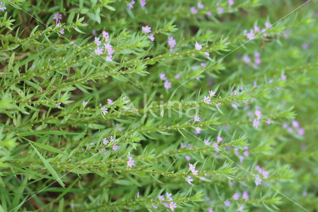 Grass Poly (Lythrum hyssopifolia)