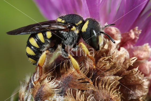 Anthidium scapulare