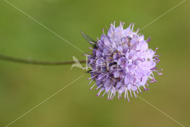 Blauwe knoop (Succisa pratensis)