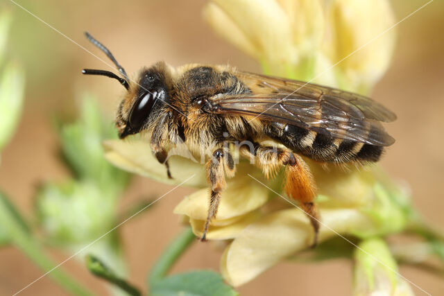 Grasbij (Andrena flavipes)