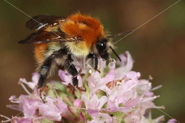 Akkerhommel (Bombus pascuorum)