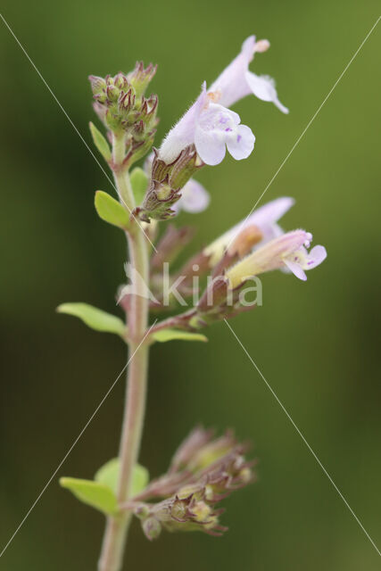 Clinopodium nepeta