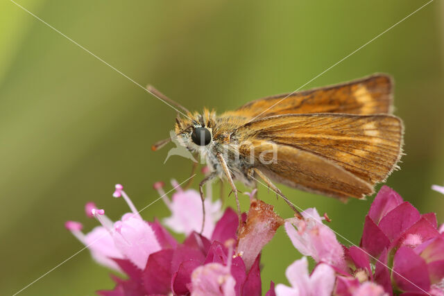 Dwergdikkopje (Thymelicus acteon)