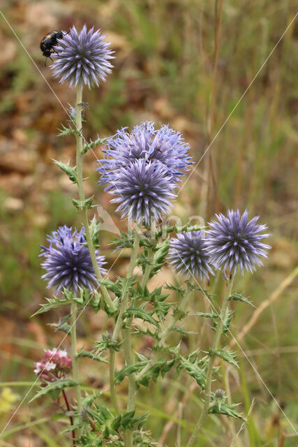 Zuideuropesche kogeldistel (Echinops ritro)