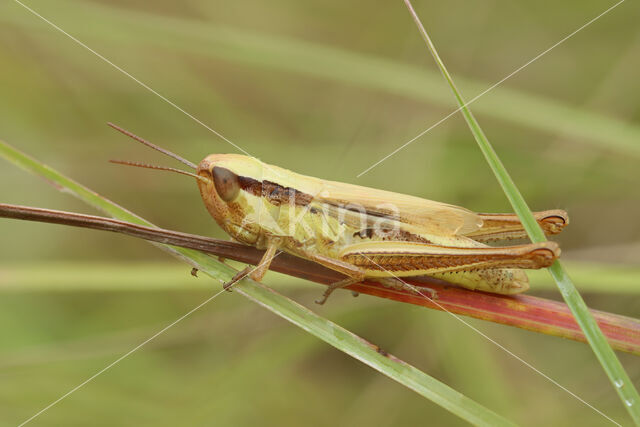 Sharp-tailed Grasshopper (Euchorthippus declivus)