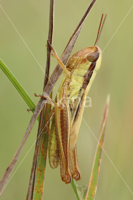 Sharp-tailed Grasshopper (Euchorthippus declivus)