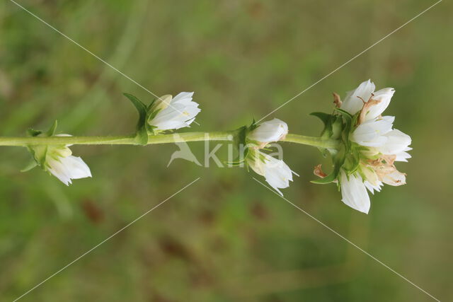 Clustered Bellflower (Campanula glomerata)