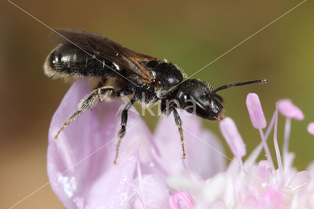 Lasioglossum clypeare