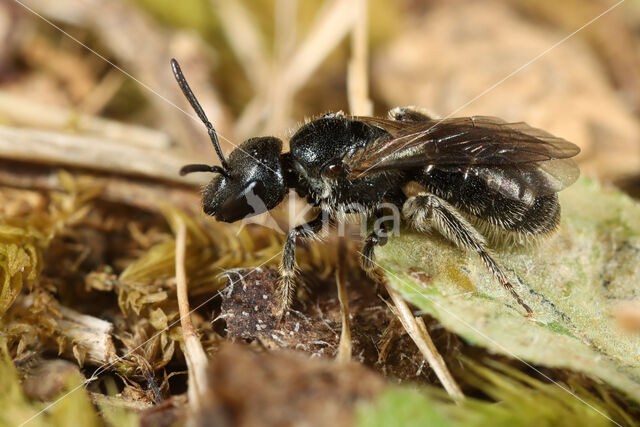 Lasioglossum clypeare