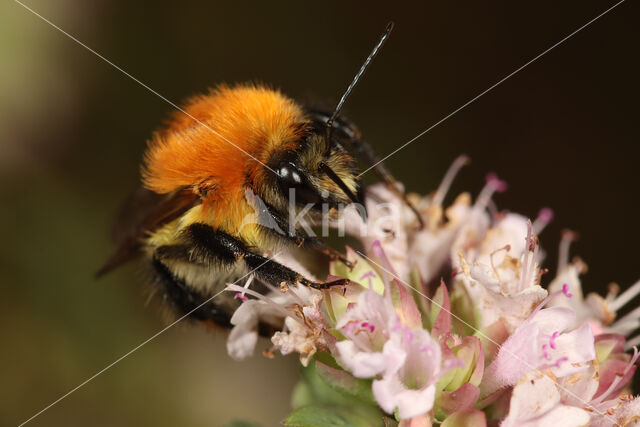 Common carder bumblebee (Bombus pascuorum)