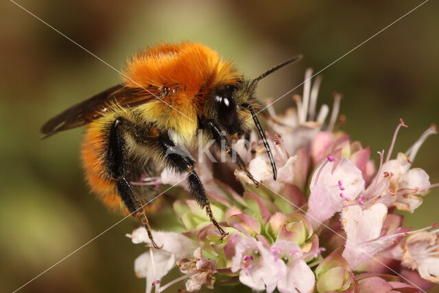 Common carder bumblebee (Bombus pascuorum)