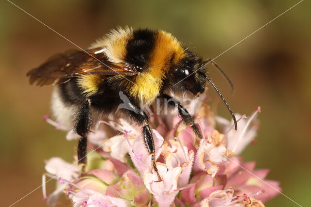 Grote tuinhommel (Bombus ruderatus)